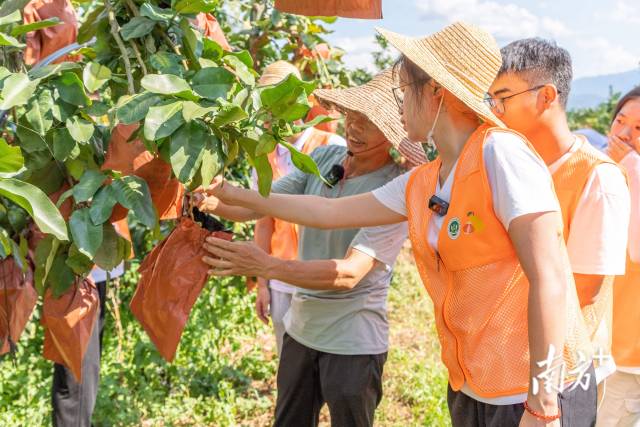 广工学子走进柚子种植户果园讲解小果综合利用技术。广工供图